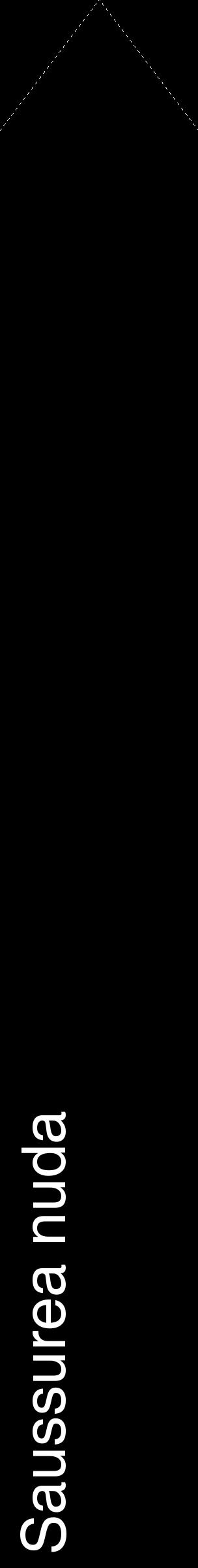Étiquette de : Saussurea nuda - format c - style blanche59_simplehel avec comestibilité