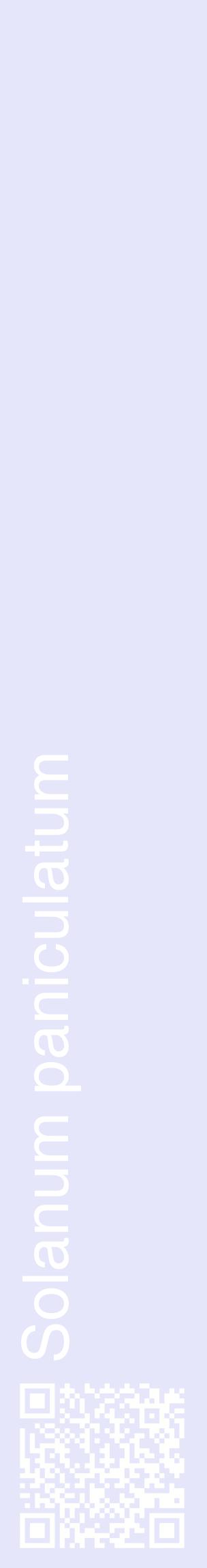 Étiquette de : Solanum paniculatum - format c - style blanche55_basiquehel avec qrcode et comestibilité