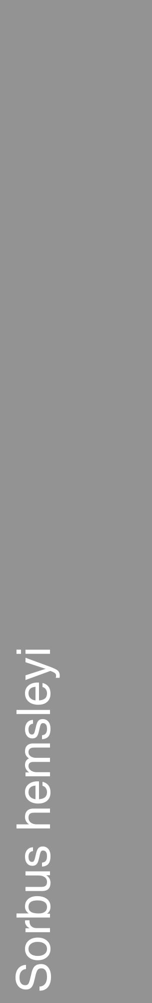 Étiquette de : Sorbus hemsleyi - format c - style blanche44_basique_basiquehel avec comestibilité - position verticale