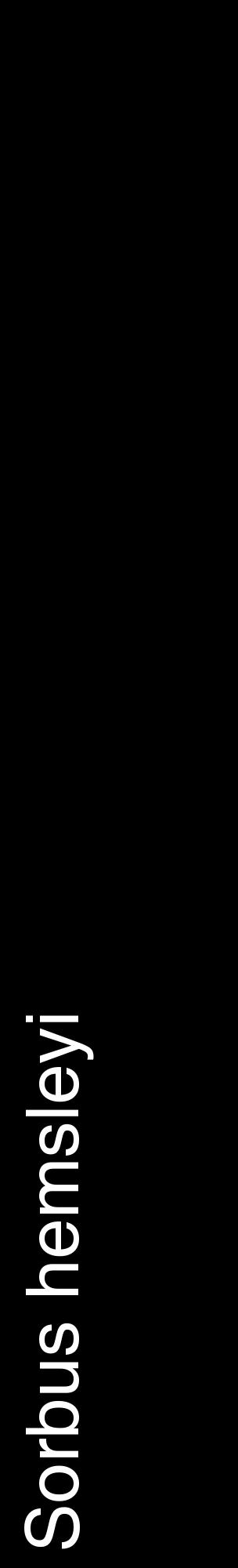 Étiquette de : Sorbus hemsleyi - format c - style blanche59_basiquehel avec comestibilité
