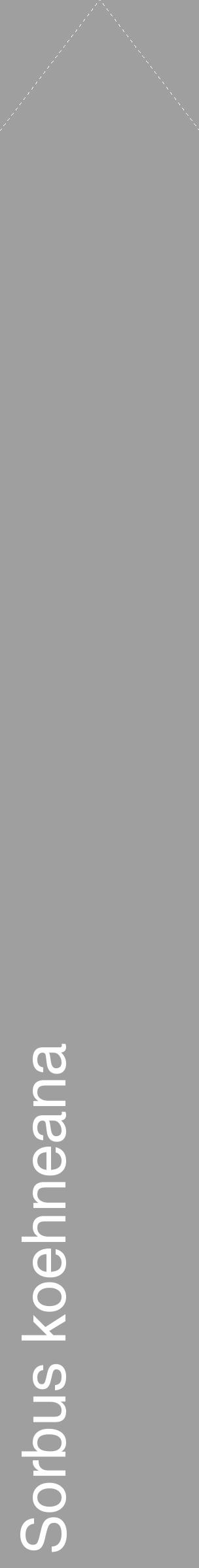 Étiquette de : Sorbus koehneana - format c - style blanche24_simple_simplehel avec comestibilité - position verticale