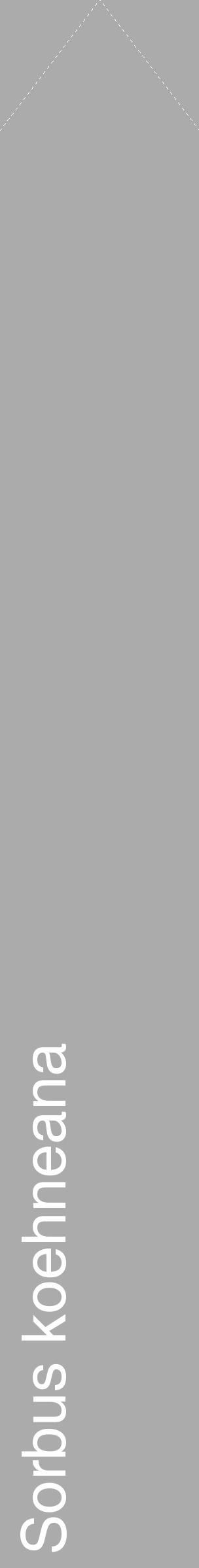 Étiquette de : Sorbus koehneana - format c - style blanche37_simple_simplehel avec comestibilité - position verticale