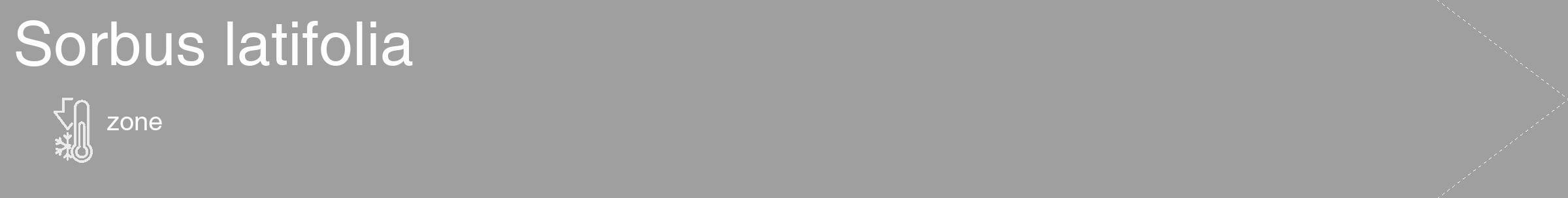 Étiquette de : Sorbus latifolia - format c - style blanche24_simple_simplehel avec comestibilité