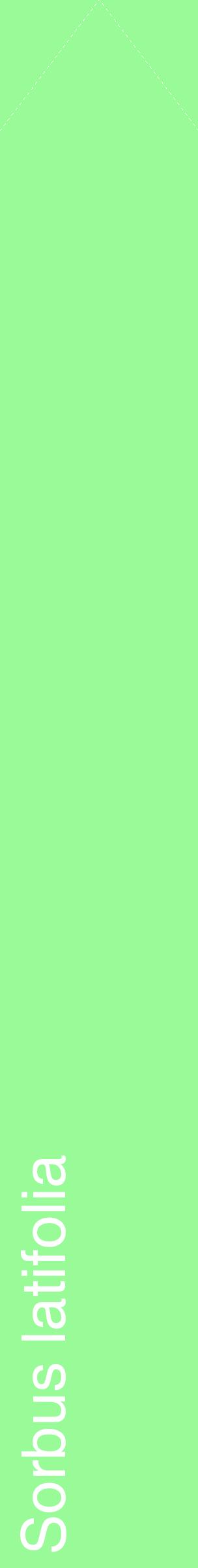 Étiquette de : Sorbus latifolia - format c - style blanche14_simplehel avec comestibilité