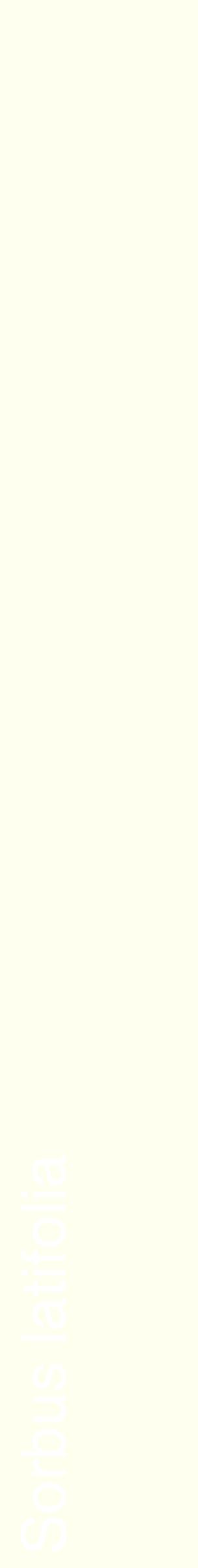 Étiquette de : Sorbus latifolia - format c - style blanche19_simplehel avec comestibilité