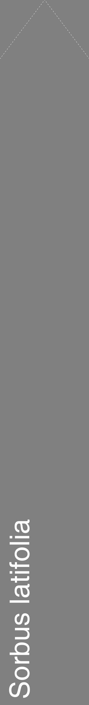 Étiquette de : Sorbus latifolia - format c - style blanche57_simplehel avec comestibilité