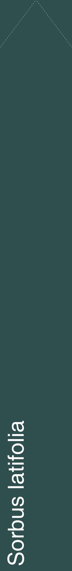 Étiquette de : Sorbus latifolia - format c - style blanche58_simplehel avec comestibilité