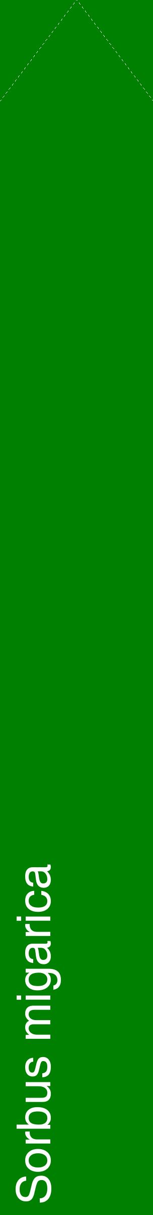 Étiquette de : Sorbus migarica - format c - style blanche9_simplehel avec comestibilité