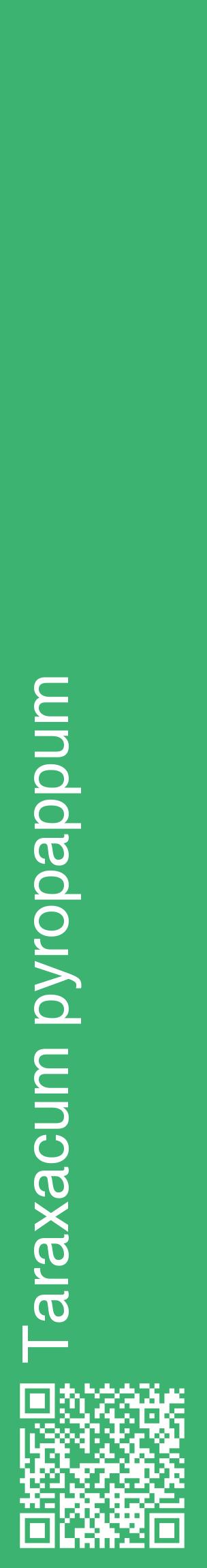 Étiquette de : Taraxacum pyropappum - format c - style blanche12_basiquehel avec qrcode et comestibilité