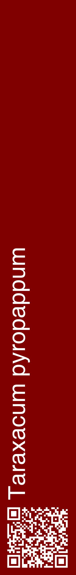 Étiquette de : Taraxacum pyropappum - format c - style blanche29_basiquehel avec qrcode et comestibilité