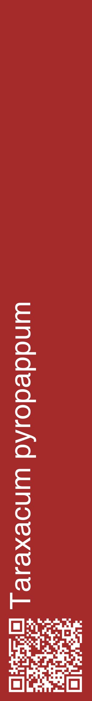 Étiquette de : Taraxacum pyropappum - format c - style blanche33_basiquehel avec qrcode et comestibilité