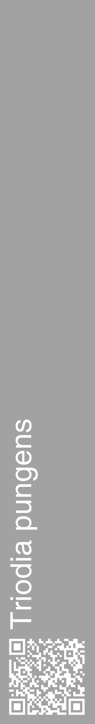 Étiquette de : Triodia pungens - format c - style blanche38_basique_basiquehel avec qrcode et comestibilité - position verticale