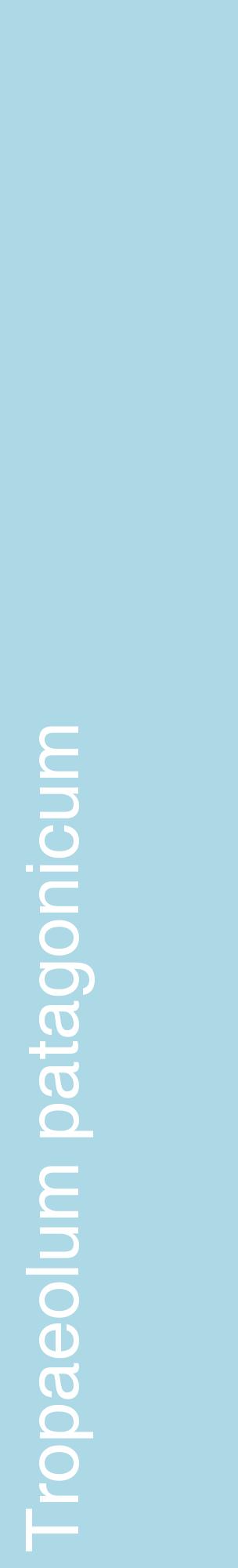 Étiquette de : Tropaeolum patagonicum - format c - style blanche0_basiquehel avec comestibilité