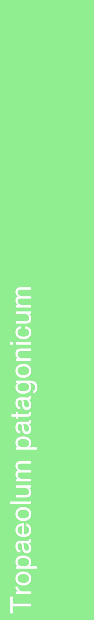 Étiquette de : Tropaeolum patagonicum - format c - style blanche15_basiquehel avec comestibilité
