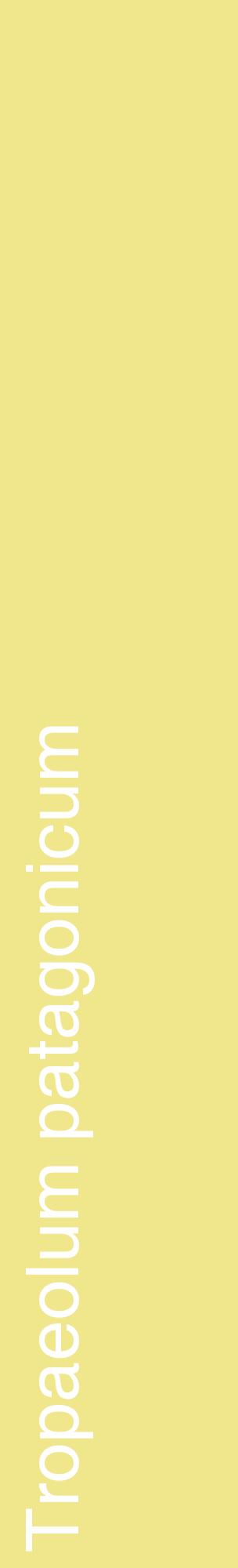Étiquette de : Tropaeolum patagonicum - format c - style blanche20_basiquehel avec comestibilité