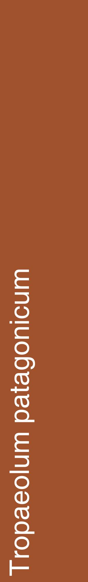 Étiquette de : Tropaeolum patagonicum - format c - style blanche32_basiquehel avec comestibilité