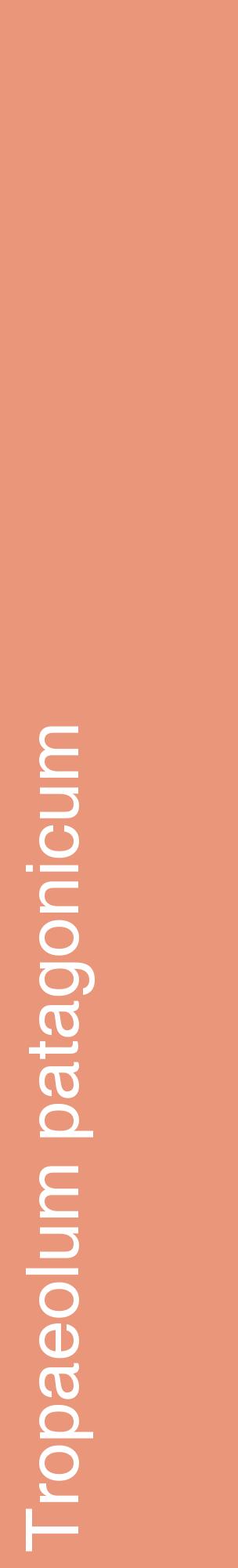 Étiquette de : Tropaeolum patagonicum - format c - style blanche37_basiquehel avec comestibilité