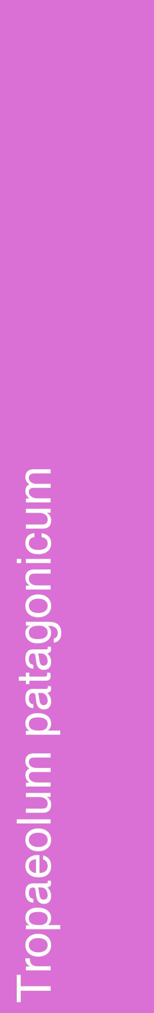 Étiquette de : Tropaeolum patagonicum - format c - style blanche52_basiquehel avec comestibilité