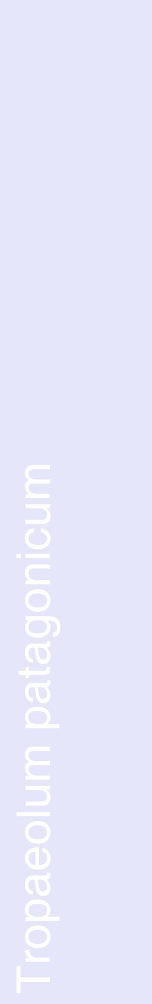 Étiquette de : Tropaeolum patagonicum - format c - style blanche55_basiquehel avec comestibilité