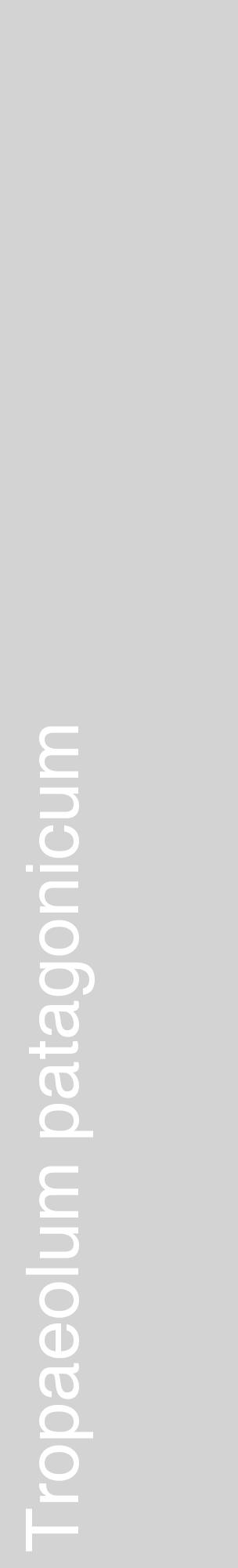 Étiquette de : Tropaeolum patagonicum - format c - style blanche56_basiquehel avec comestibilité