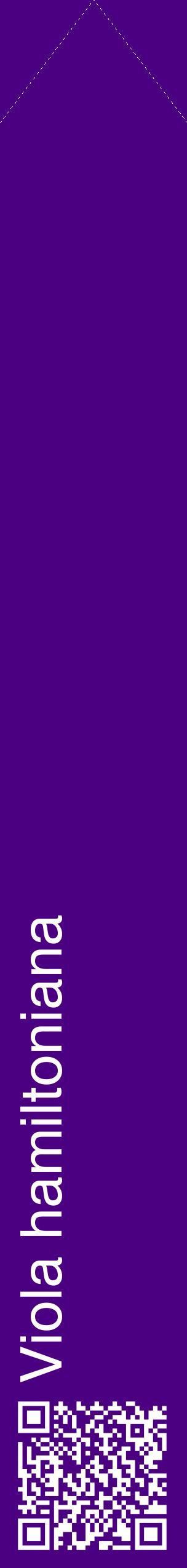 Étiquette de : Viola hamiltoniana - format c - style blanche47_simplehel avec qrcode et comestibilité