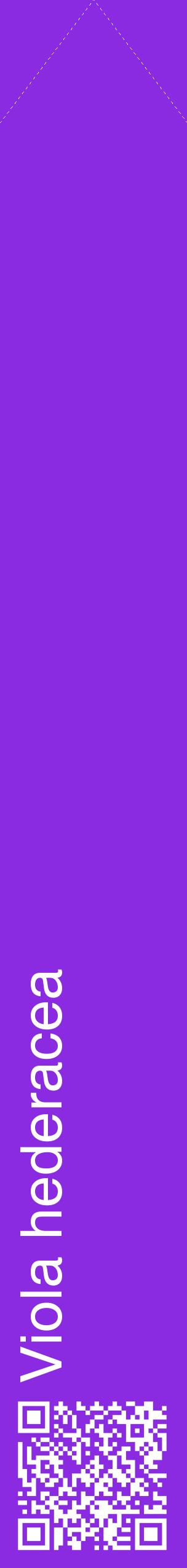 Étiquette de : Viola hederacea - format c - style blanche49_simplehel avec qrcode et comestibilité