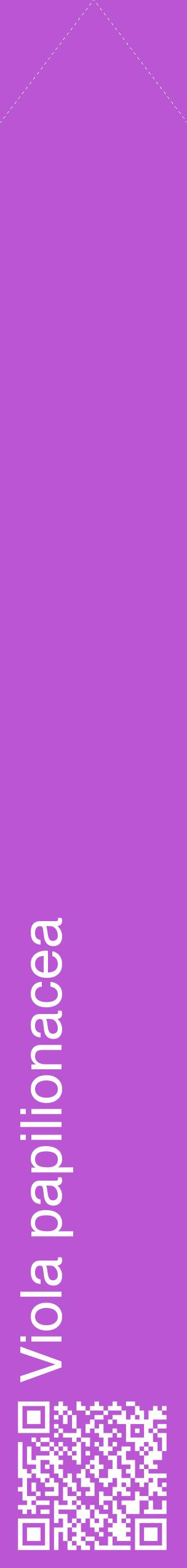 Étiquette de : Viola papilionacea - format c - style blanche50_simplehel avec qrcode et comestibilité