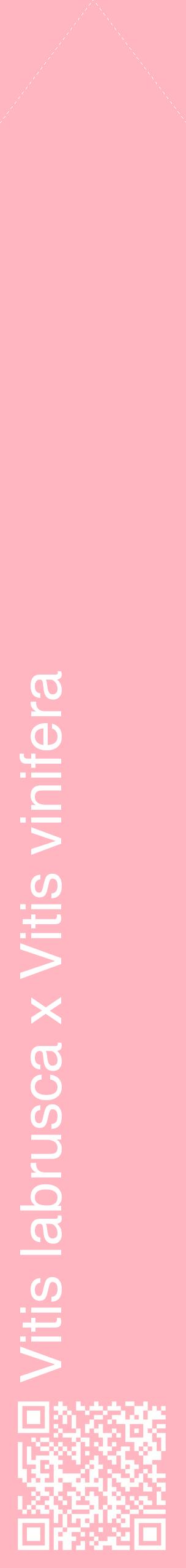 Étiquette de : Vitis labrusca x Vitis vinifera - format c - style blanche41_simplehel avec qrcode et comestibilité