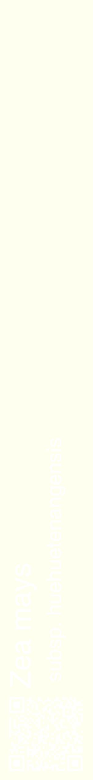 Étiquette de : Zea mays subsp. huehuetenangensis - format c - style blanche19_simplehel avec qrcode et comestibilité