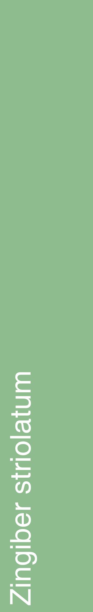 Étiquette de : Zingiber striolatum - format c - style blanche13_basiquehel avec comestibilité