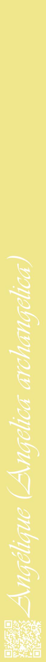 Étiquette de : Angelica archangelica - format a - style blanche20viv avec qrcode et comestibilité
