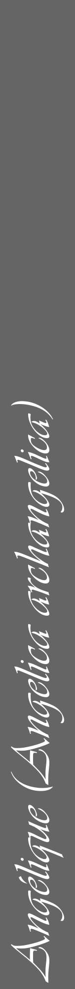 Étiquette de : Angelica archangelica - format a - style blanche32viv avec comestibilité - position verticale