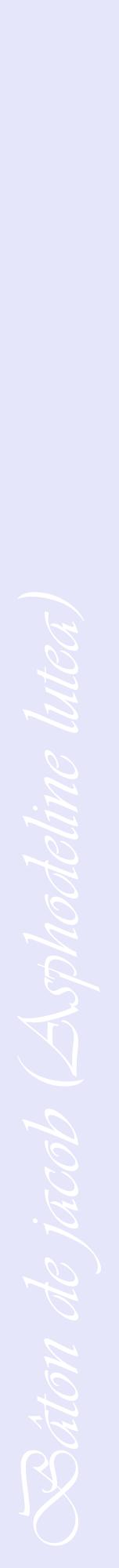 Étiquette de : Asphodeline lutea - format a - style blanche55viv avec comestibilité