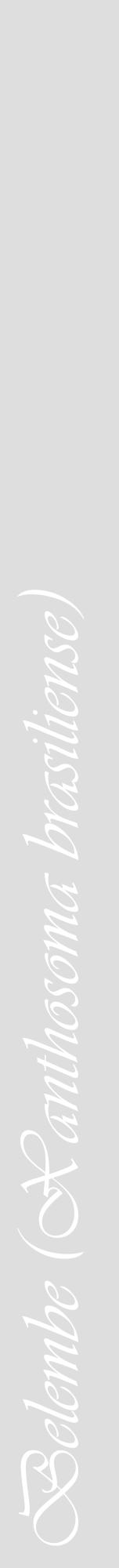 Étiquette de : Xanthosoma brasiliense - format a - style blanche20viv avec comestibilité - position verticale
