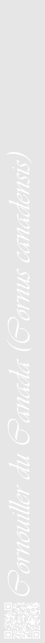 Étiquette de : Cornus canadensis - format a - style blanche18viv avec qrcode et comestibilité - position verticale