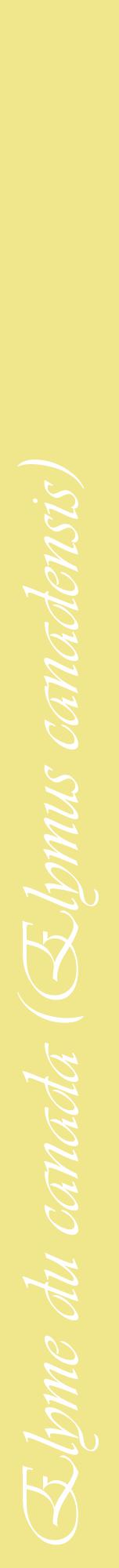 Étiquette de : Elymus canadensis - format a - style blanche20viv avec comestibilité