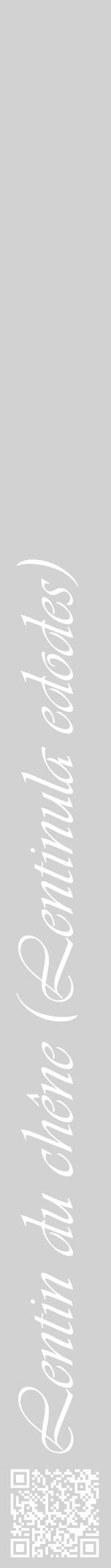 Étiquette de : Lentinula edodes - format a - style blanche14viv avec qrcode et comestibilité - position verticale