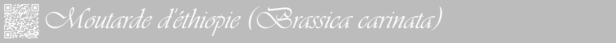Étiquette de : Brassica carinata - format a - style blanche1viv avec qrcode et comestibilité