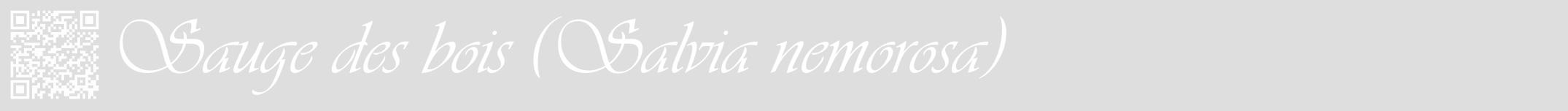 Étiquette de : Salvia nemorosa - format a - style blanche20viv avec qrcode et comestibilité