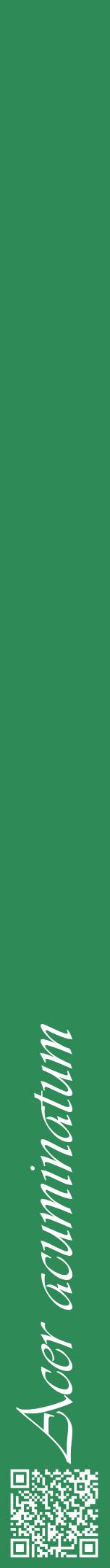 Étiquette de : Acer acuminatum - format a - style blanche11viv avec qrcode et comestibilité