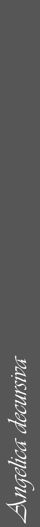 Étiquette de : Angelica decursiva - format a - style blanche45viv avec comestibilité - position verticale