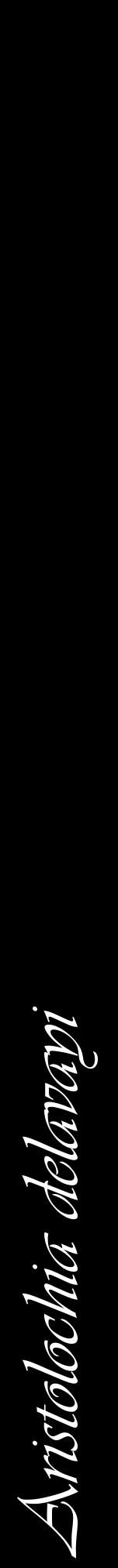 Étiquette de : Aristolochia delavayi - format a - style blanche59viv avec comestibilité