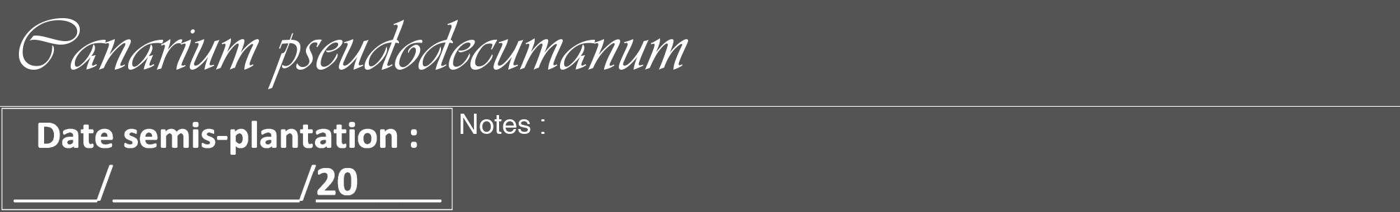 Étiquette de : Canarium pseudodecumanum - format a - style blanche30viv avec comestibilité