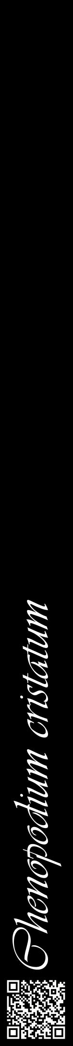Étiquette de : Chenopodium cristatum - format a - style blanche59viv avec qrcode et comestibilité