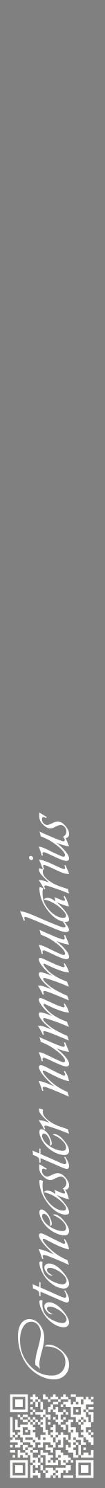 Étiquette de : Cotoneaster nummularius - format a - style blanche57viv avec qrcode et comestibilité
