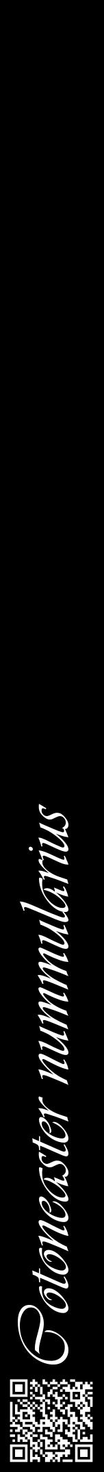 Étiquette de : Cotoneaster nummularius - format a - style blanche59viv avec qrcode et comestibilité