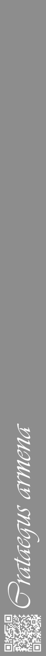 Étiquette de : Crataegus armena - format a - style blanche2viv avec qrcode et comestibilité - position verticale