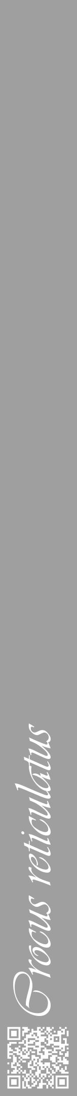 Étiquette de : Crocus reticulatus - format a - style blanche24viv avec qrcode et comestibilité - position verticale