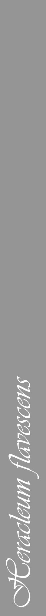 Étiquette de : Heracleum flavescens - format a - style blanche16viv avec comestibilité - position verticale