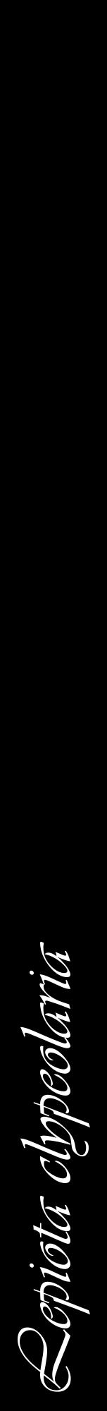Étiquette de : Lepiota clypeolaria - format a - style blanche59viv avec comestibilité